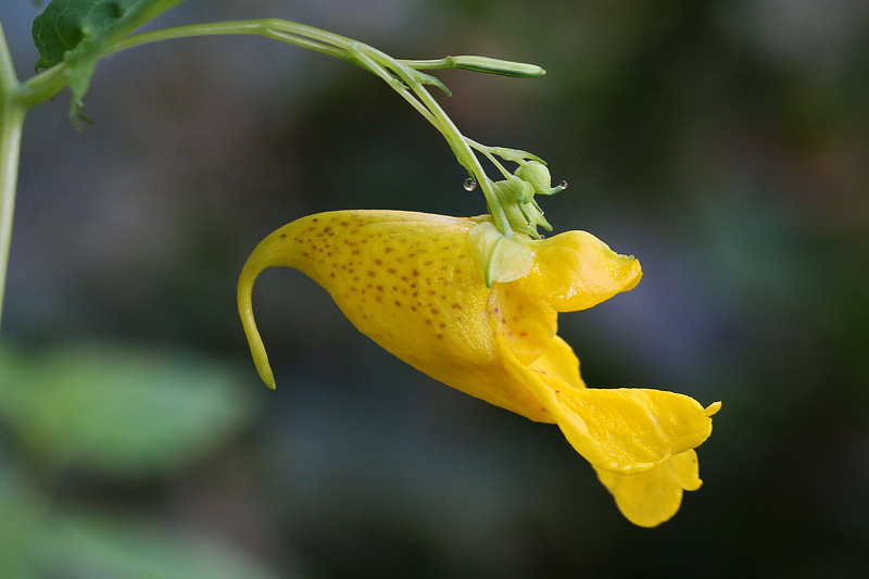 Impatiens noli-tangere / Balsamina gialla